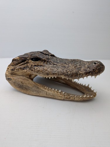 Taxidermy gator head - gator,