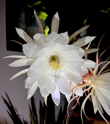 Epiphyllum oxypetalum kadupul - oxypetalum, (kadupul