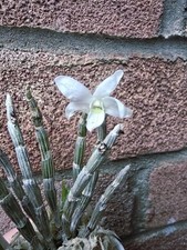 Dendrobium Moniliforme