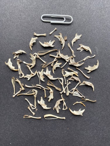 Barn owl pellet - 50, bones