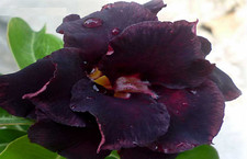 20 x Adenium Obesum, Triple