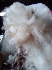 Portland unwashed raw sheep