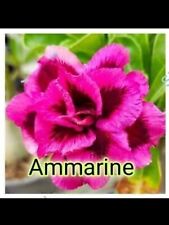 3 Desert Rose seeds Adenium Obesum AMMARINE Colors  Flower Plant Seeds UK