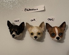 Black Tan Colored Chihuahua