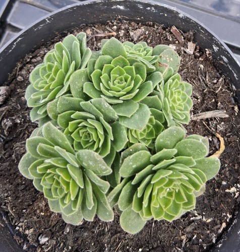 Multiheaded aeonium - multiheaded,