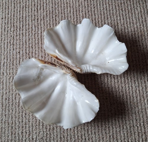 Large tridacna gigas clam - tridacna,