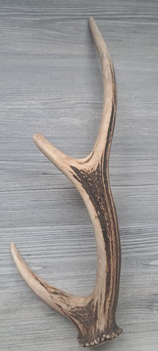 Natural shed sika deer three - shed,