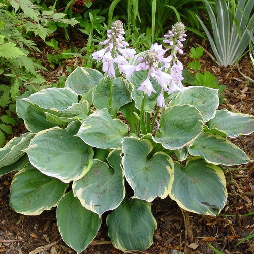 Hosta pizzazz plantain lily - lily,