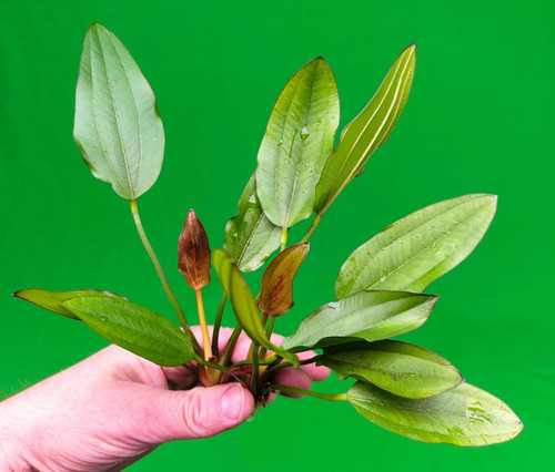 Large echinodorus red edge - echinodorus,