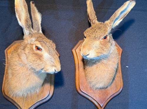 Pair taxidermy hare heads - pair, of
