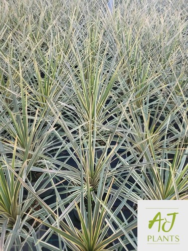 Cordyline torbay dazzler - torbay,