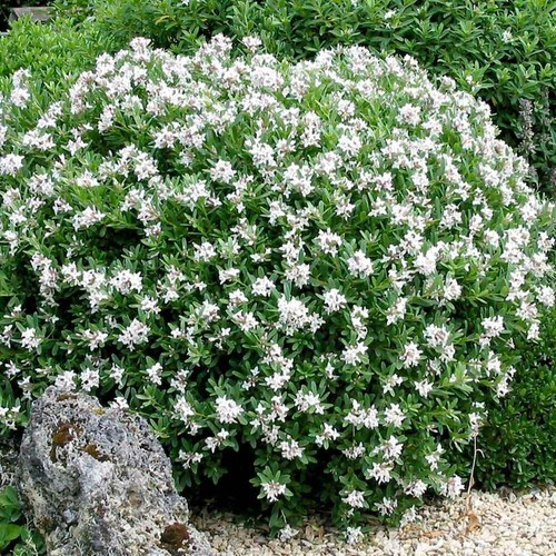 Daphne plant evergreen eternal - daphne,