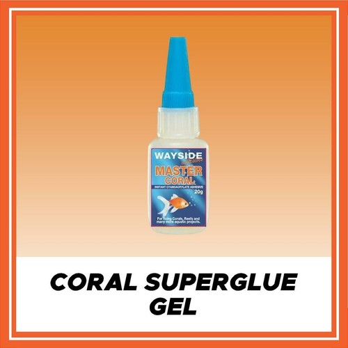 Coral fragging aquarium fish - coral,