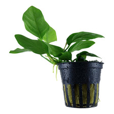 Anubias barteri (Potted) –