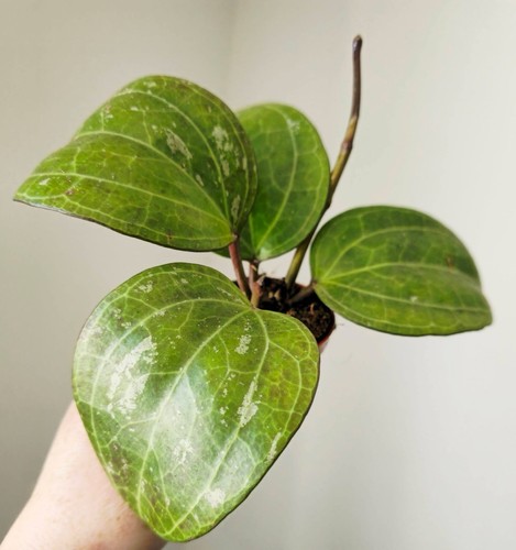 Hoya sarawak pot 6cm - hoya,