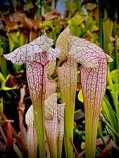 Sarracenia x Charmaine