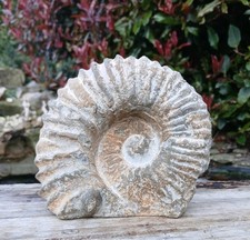 Large Fossil Ammonite