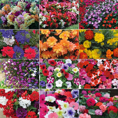 Nurserymans choice summer - nurserymans,