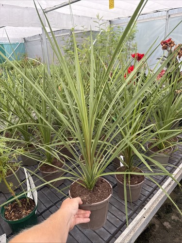Cordyline australis cabbage - cordyline,