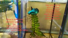 A Pair Green Alien Male & Female - IMPORT LIVE BETTA FISH FROM THAILAND