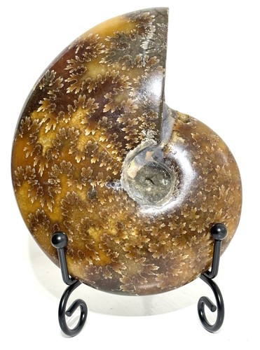 Large 229g 105m madagascan - 229g,105m,