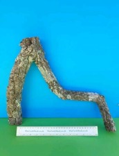 CORK BARK BRANCH 37CM LEOPARD GECKO IGUANA DRAGON LIZARD SPIDER SNAKE VIVARIUM