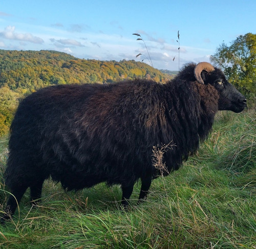 Icelandic sheep fleece - sheep’s,