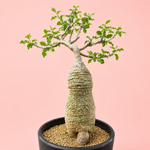 Large fockea edula caudex - large,