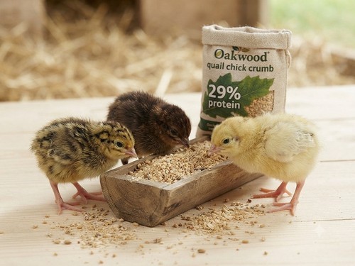 Oakwood quail chick high - quail,