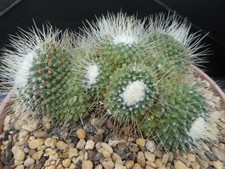 MAMMILLARIA SPINOSISSIMA, shown in 18cm pot, lovely, big, healthy cactus