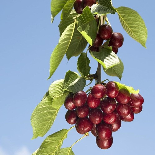 Dwarf patio sunburst - sunburst, cherry