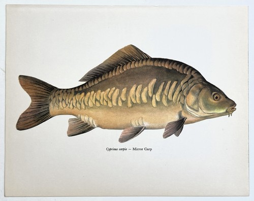 Mirror carp vintage - carp, print