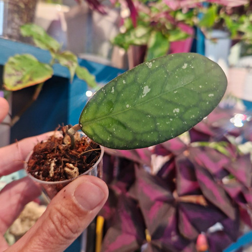 Hoya tanggamus rooted - 🤍tanggamus🤍,