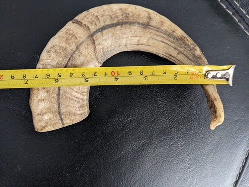Rams horn for walking stick - rams,