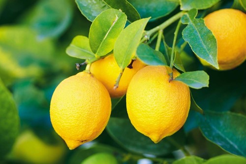 Lemon tree seeds - , extra)in