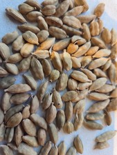 GREEN CARDAMOM RHIZOME ELLAICHII  LARGE PLANT 45-60CM IN 2 LTR POT