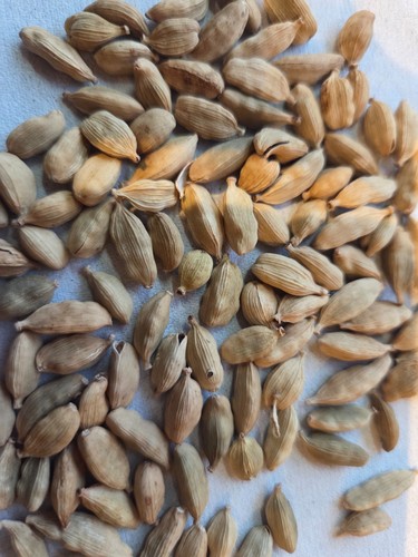 Green cardamom rhizome - green,
