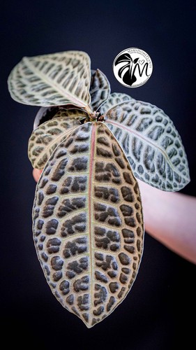Labisia obtusifolia kura - labisia,