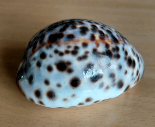 Tiger cowrie cypraea tigris - cowrie,