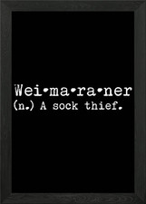 Weimaraner A Sock Thief Framed