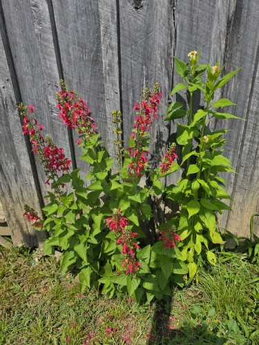 Pineapple sage seeds - pineapple,