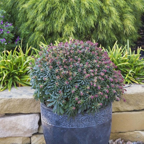 Euphorbia ascot petite 5cm - petite, 3
