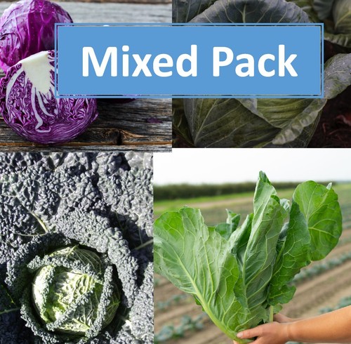Mixed pack cabbage plug plants - plug,