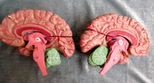 Anatomical model human - of,