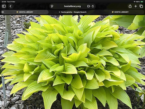 Hosta cherry tart pot - cherry, (