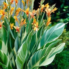 1x Canna Stuttgart Rhizome