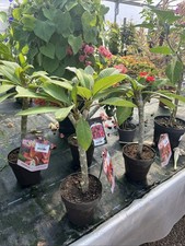 Plumeria Rubra - Frangipani -