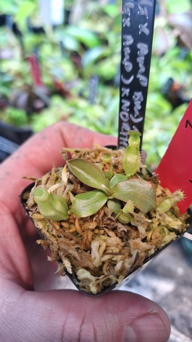 Nepenthes x - x,