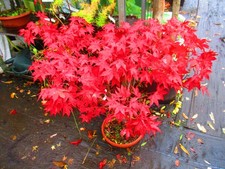 3ft inc. pot OUTDOOR Bonsai