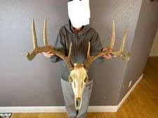 European REAL Skull Whitetail Deer Antler Set Wild Idaho Horns Mount 4x4